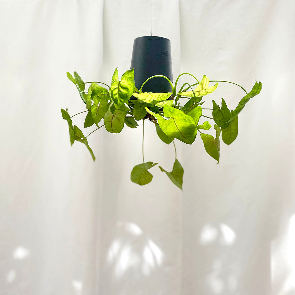 Sky Planter recycelt - selbstbewässernder Pflanztopf