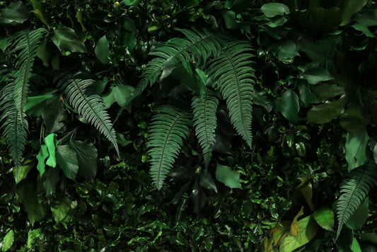 Jungle Paneele DIY I Deine grüne Wand aus echten konservierten Pflanzen  ohne gießen und ohne Pflege